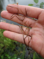 Potamogeton spirillus