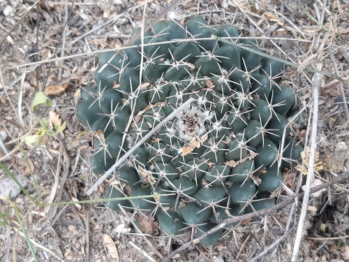 Mammillaria uncinata