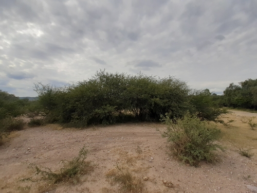 Image of Neltuma laevigata by (c) Aarón Misael Carpio Dávila, some rights reserved (CC BY)