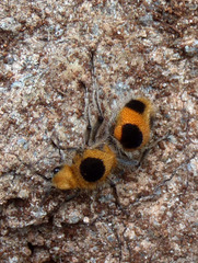 Dasymutilla cressoni