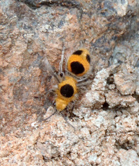 Dasymutilla cressoni