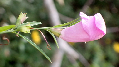 Image of Agalinis fasciculata by (c) mfeaver, some rights reserved (CC BY)