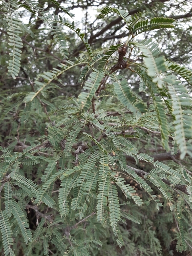 Image of Neltuma laevigata by (c) Aarón Misael Carpio Dávila, some rights reserved (CC BY)