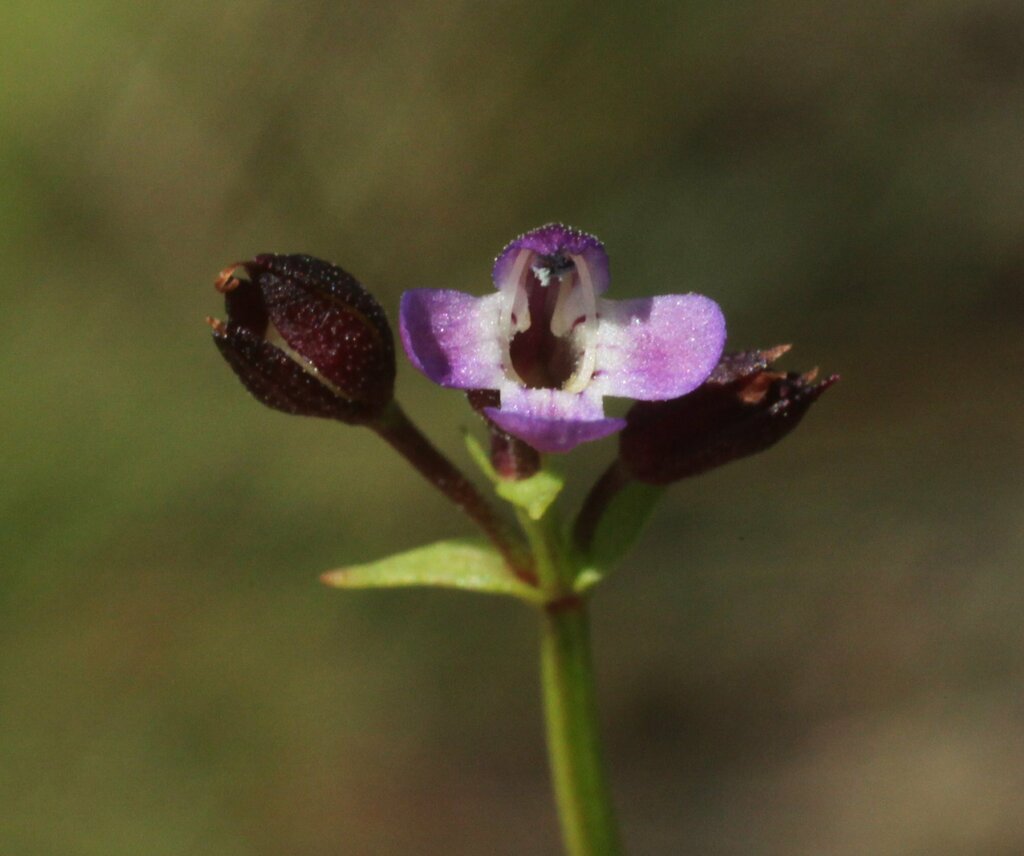 Vandellia aplectra