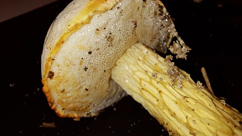 Austroboletus subflavidus image