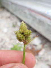 Carex cumulata
