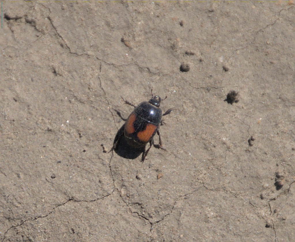 Spilodiscus biplagiatus