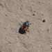 Escarabajo Payaso - Photo (c) James Earles, algunos derechos reservados (CC BY-NC), subido por James Earles