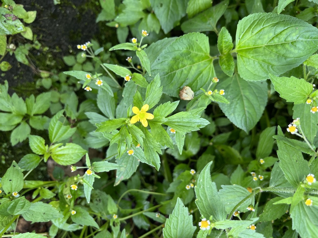 Chinese Buttercup from 臺灣島, 番路鄉, CYQ, TW on October 7, 2023 at 0941 AM