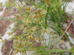 Cyperus dentatus