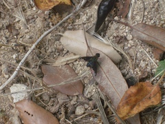 Hemipenthes velutina
