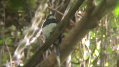 Notharchus pectoralis image