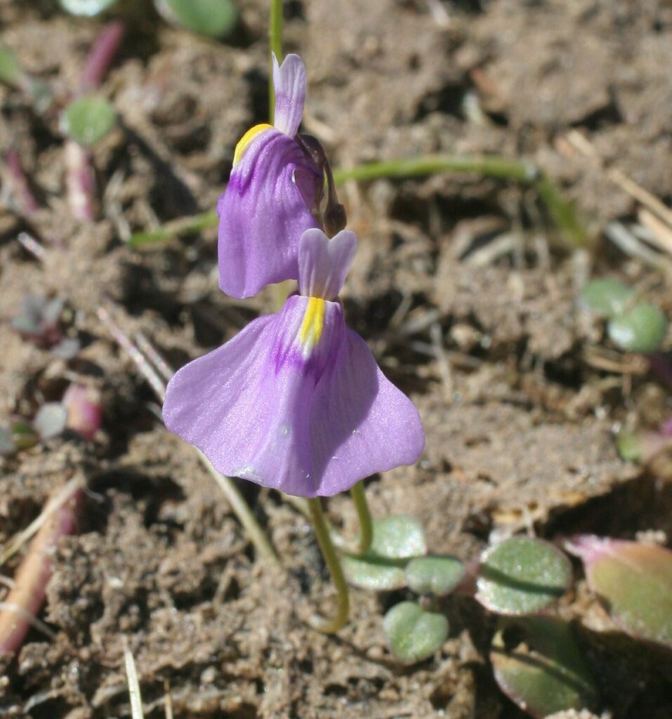 Utricularia byrneana R.W.Jobson & Baleeiro