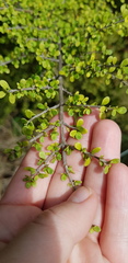 Coprosma parviflora