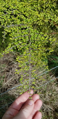 Coprosma parviflora