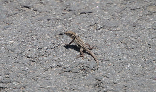 iNaturalist observation photo of Western Side-blotched Lizard