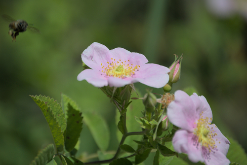 iNaturalist observation photo of California Wild Rose