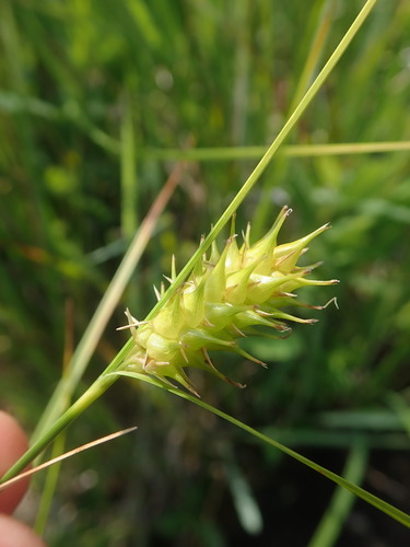 Button Sedge (Carex bullata) · iNaturalist