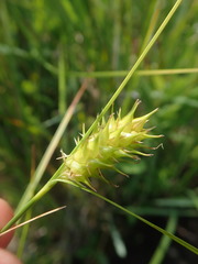 Carex bullata