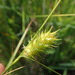 Button Sedge - Photo (c) Colin Chapman-Lam, some rights reserved (CC BY-NC), uploaded by Colin Chapman-Lam