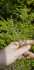 Coprosma parviflora