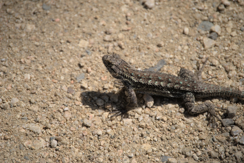 iNaturalist observation photo of Western Fence Lizard