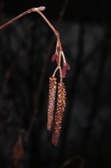 Alnus incana rugosa