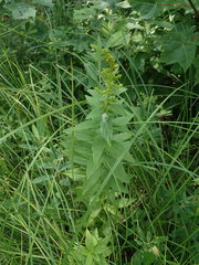 Solidago latissimifolia
