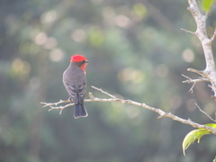 Pyrocephalus rubinus