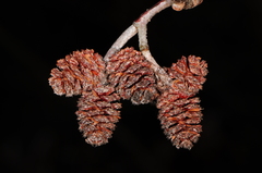 Alnus incana rugosa