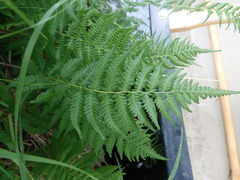 Coryphopteris simulata