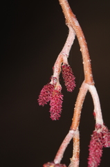 Alnus incana rugosa