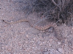 Crotalus stephensi