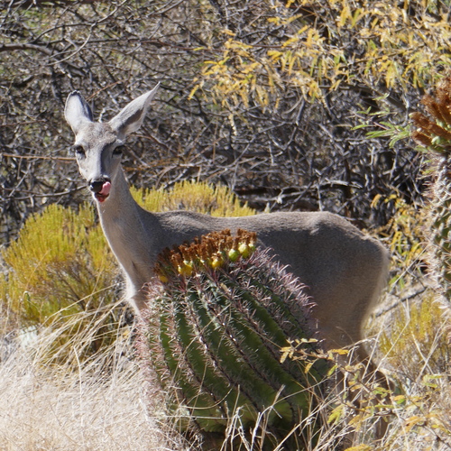 Coues's White-tailed Deer photographed in Arizona