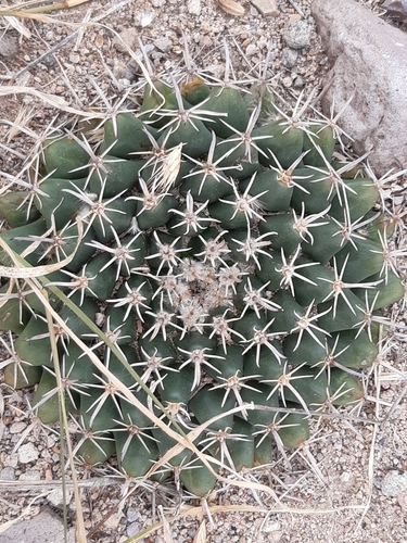 Mammillaria uncinata