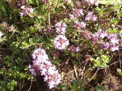 Thymus longicaulis
