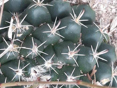 Mammillaria uncinata