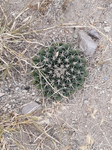 Mammillaria uncinata