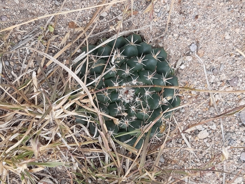 Mammillaria uncinata