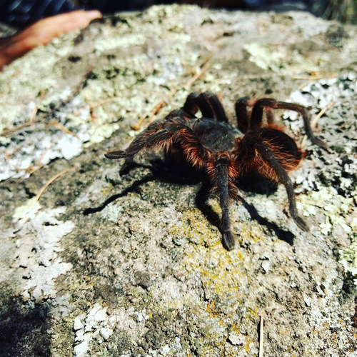 Mexican Black Velvet Tarantula