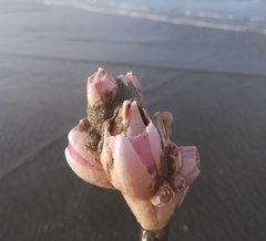 Notomegabalanus decorus