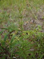 Agalinis neoscotica