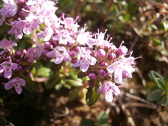 Thymus longicaulis