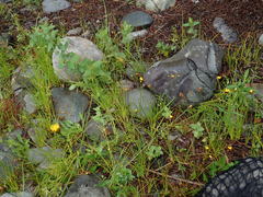 Xyris difformis