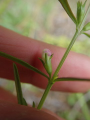 Agalinis neoscotica