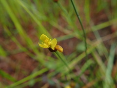 Xyris difformis