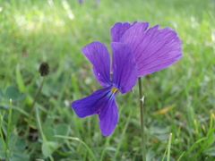 Viola aethnensis