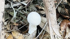 Austroboletus subflavidus image