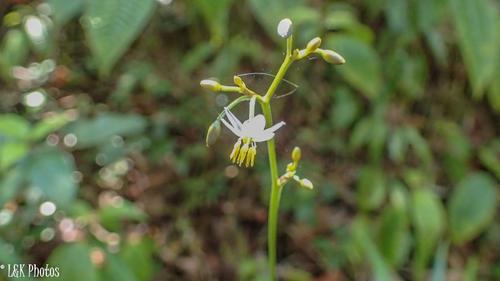 Dianella ensifolia