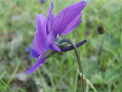 Viola aethnensis